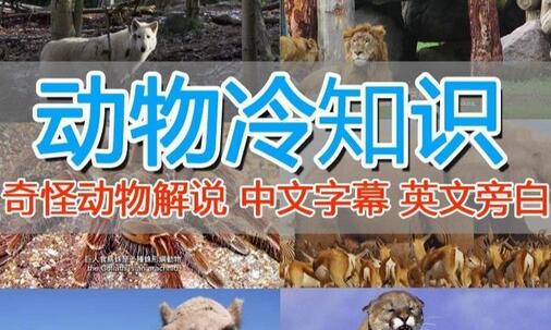 外面卖1699的国外纪录片解说（动物解说、美食、动画片）稳过中视频